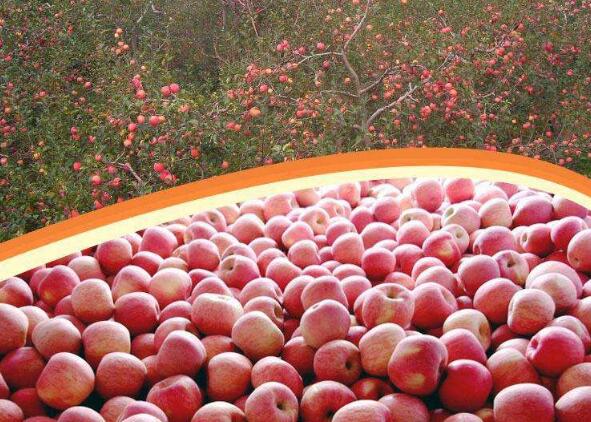 2022中國(guó)果品區(qū)域公用品牌聲譽(yù)評(píng)價(jià)結(jié)果發(fā)布