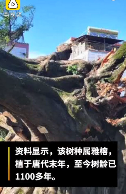 廣東1100多歲古榕樹(shù)倒塌：種植于唐代末年，當(dāng)?shù)卣趽尵?></a></div><!-- img end -->	<div   id=