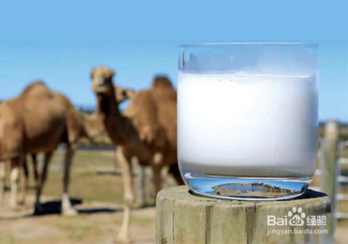 能降血糖、更有營養(yǎng)？專家提醒：高價駱駝奶還有很多“不確定”