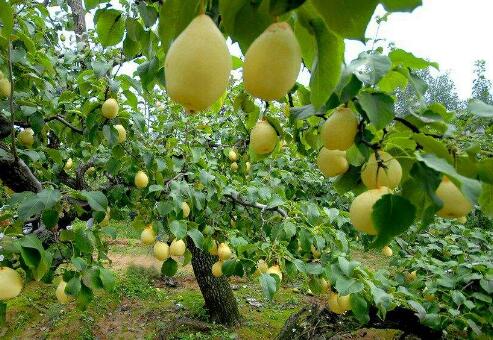 中國(guó)梨如何飄香海外？