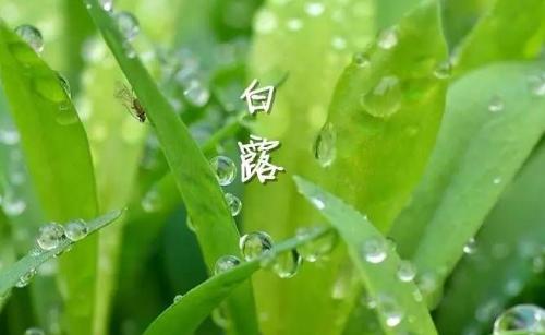 白露節(jié)氣到！為何要飲“白露茶”、吃龍眼？