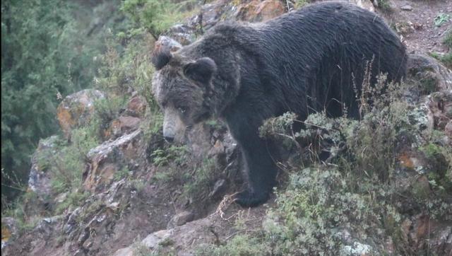 首次！北京野保專家在三江源地區(qū)發(fā)現(xiàn)罕見(jiàn)藏棕熊！