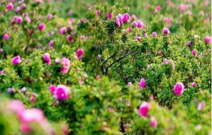 “農(nóng)”字號產(chǎn)業(yè)怎么“旺”起來？——代表委員建言讓特色產(chǎn)業(yè)成為富民產(chǎn)業(yè)