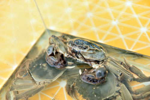 洪安蟹宴品鑒游園會(huì)上線