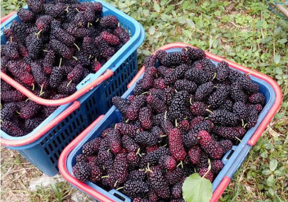 “中國(guó)桑椹之鄉(xiāng)”：看千年古桑如何煥發(fā)產(chǎn)業(yè)新機(jī)？