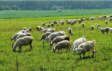 農(nóng)業(yè)農(nóng)村部科學技術司有關負責人就《全國農(nóng)牧漁業(yè)豐收獎獎勵辦法》答記者問