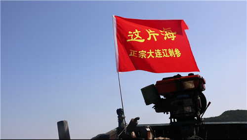 這片海秋參第一撈，新鮮海參現(xiàn)場(chǎng)試吃