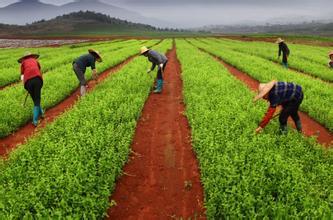 一季度第一產(chǎn)業(yè)增加值同比增長8.1% 農(nóng)業(yè)農(nóng)村經(jīng)濟形勢總體向好