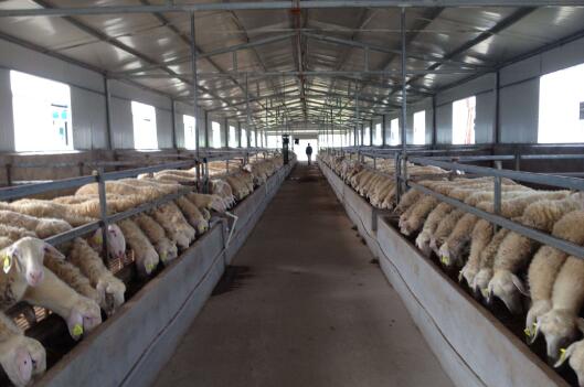 內(nèi)蒙古牛羊肉奶羊絨產(chǎn)量領(lǐng)跑全國(guó)