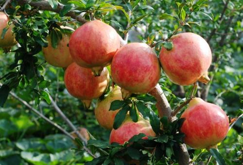 四川會(huì)理擦亮“中國(guó)石榴第一縣”金字招牌