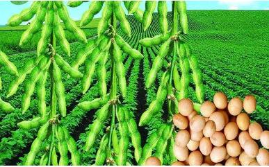 270家國(guó)家種業(yè)陣型企業(yè)名單公布——種業(yè)振興有了“領(lǐng)頭雁”