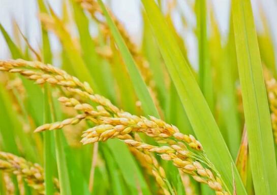 中央財政強農惠農富農政策清單發(fā)布