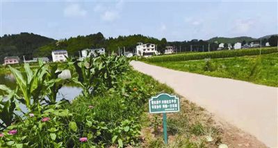 垃圾分類，大米含硒 綿陽這個“零污染村莊”就有這么牛