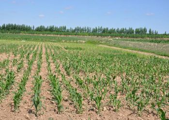 做好農(nóng)業(yè)抗風(fēng)險(xiǎn)“必修課”