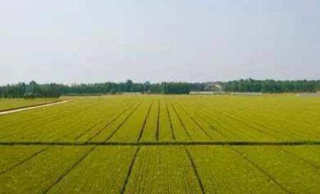 河南已發(fā)布《高標準農田建設規(guī)范》等7項地方標準