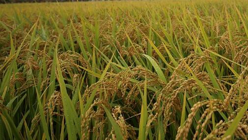 河南多地全力抗旱保秋糧　讓農(nóng)作物“吃飽喝足”