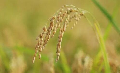 將對(duì)超二十二萬份種質(zhì)資源進(jìn)行基因型鑒定——“天書計(jì)劃”加速破譯四大主糧遺傳密碼