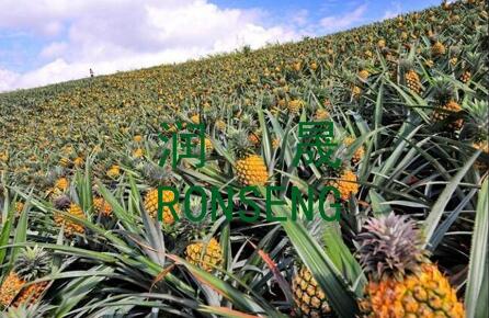 火出圈的“中國菠蘿之鄉(xiāng)”湛江徐聞菠蘿年產(chǎn)值超25億元