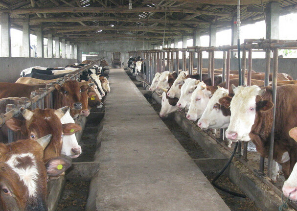 三部門：推廣農(nóng)業(yè)設施和畜禽活體抵押融資