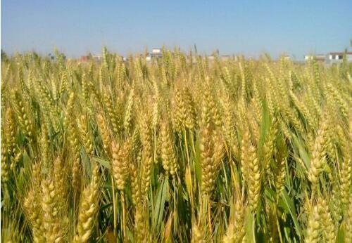 河南麥播過(guò)半 鶴壁、濮陽(yáng)、安陽(yáng)、商丘等4市基本結(jié)束