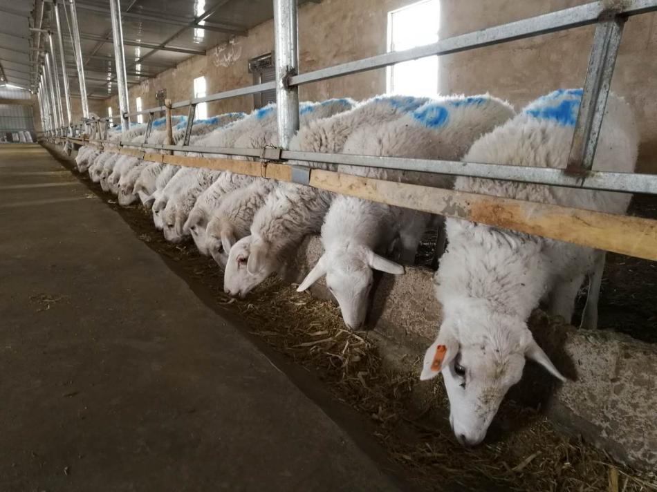 肉羊養(yǎng)殖效益持續(xù)回升