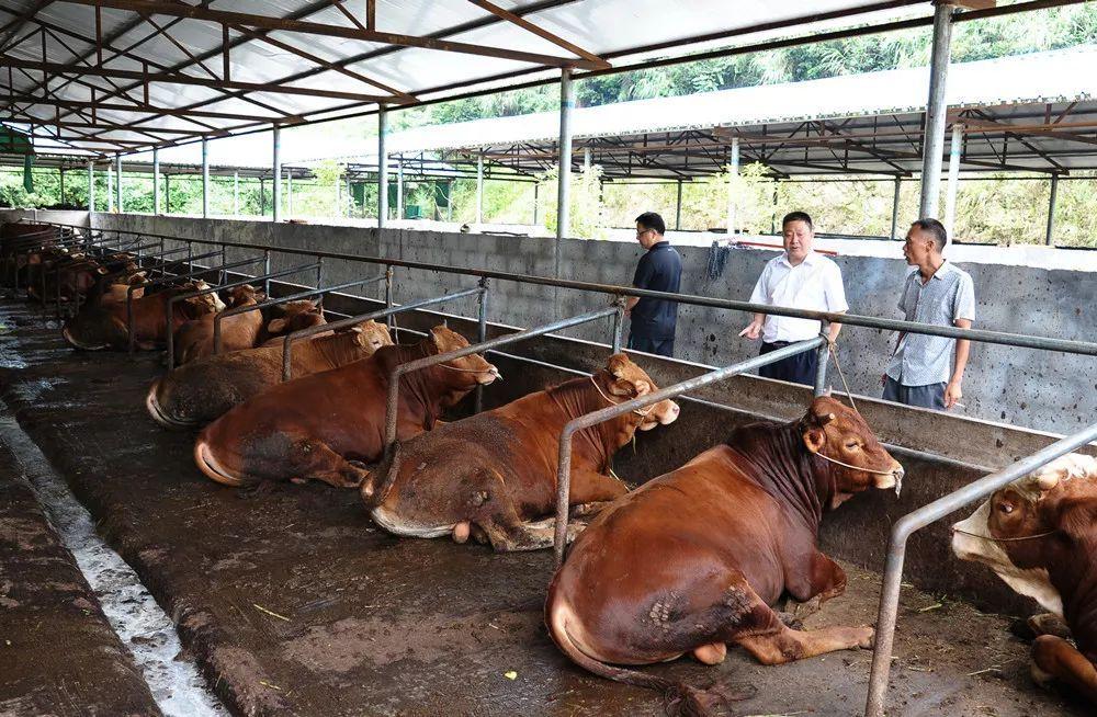 今年前三季度四川畜牧業(yè)生產(chǎn)平穩(wěn)向好