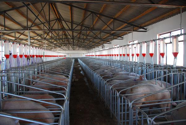 穩(wěn)字當(dāng)頭，預(yù)計(jì)下半年豬價(jià)波動(dòng)幅度有限