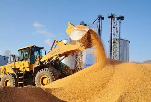 今年夏糧收購?fù)纠塾?jì)收購小麥1.08億噸