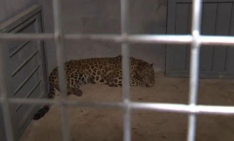 杭州野生動物世界為何瞞報？怕影響五一營業(yè)！