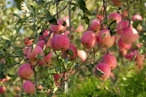 賣1斤虧1元！蘋果價(jià)格大跌滯銷！遭歷史最嚴(yán)重行情？