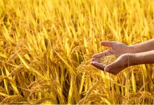 種糧補(bǔ)貼及時雨，要精準(zhǔn)落到田間地頭