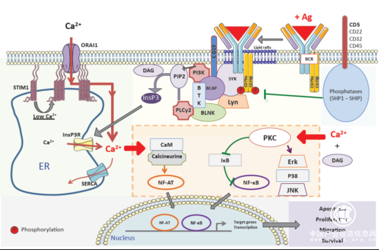 ACROBiosystems百普賽斯解讀CD79B，助力滿足臨床待滿足需求