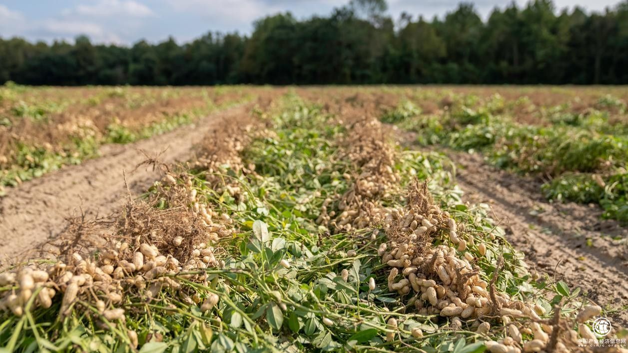 高品質(zhì)原料保障，成就匠心酒鬼花生！
