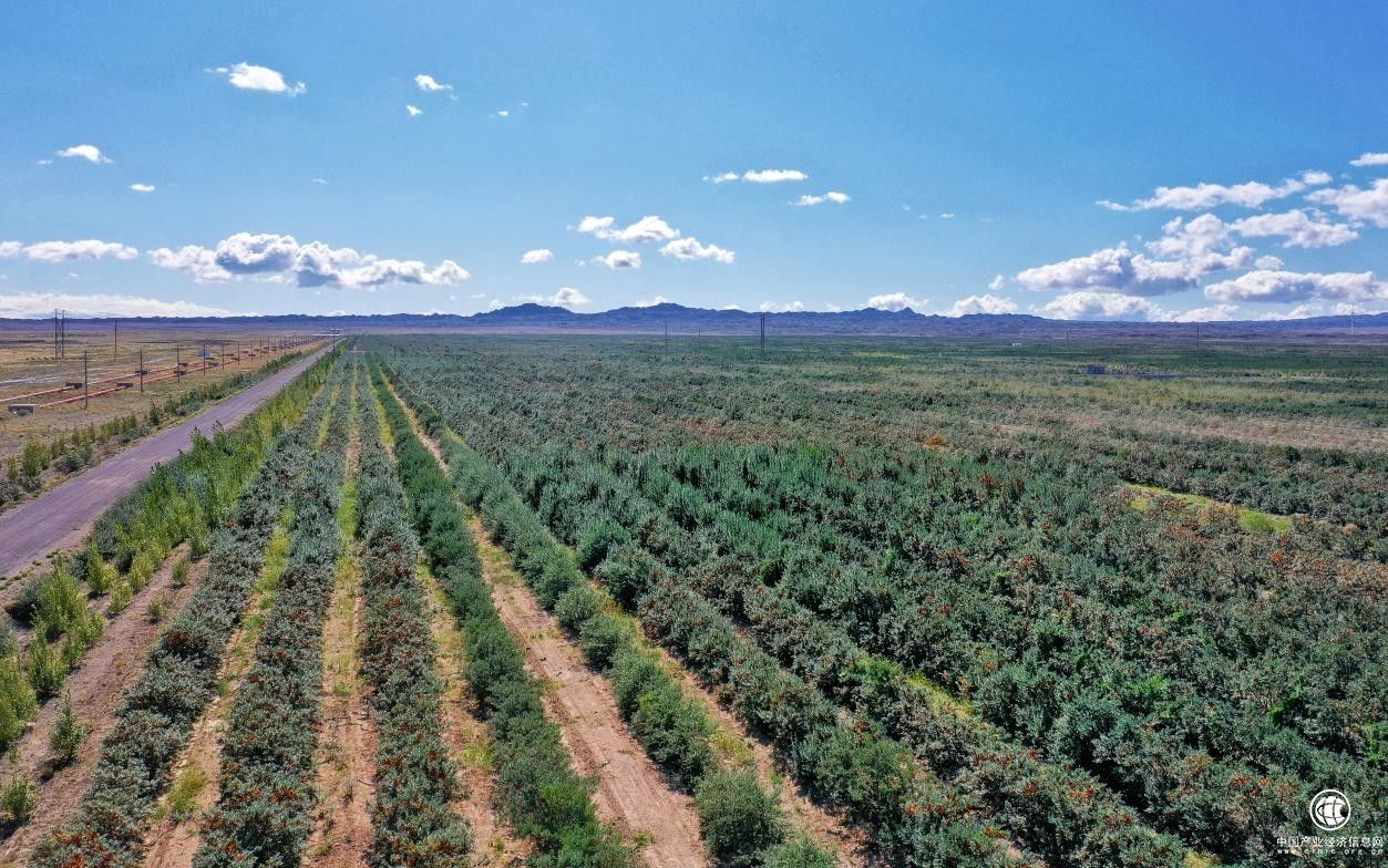 發(fā)展沙棘產(chǎn)業(yè) 助力生態(tài)環(huán)境保護(hù)