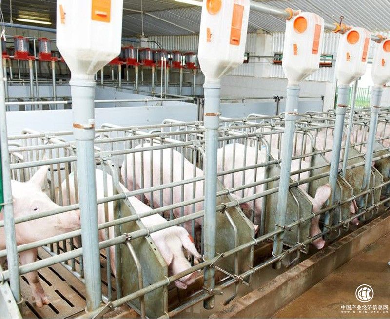 新豐小吃嚴(yán)格把關(guān)食材品質(zhì)，為消費(fèi)者打造健康小吃