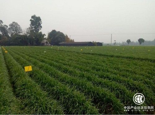 青楊韭黃：奮力發(fā)展韭黃產(chǎn)業(yè) 加速推進(jìn)鄉(xiāng)村振興