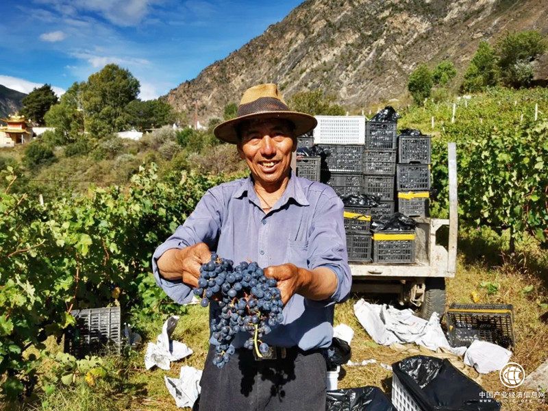 釀”出甜蜜新生活——四川丹巴縣大力培育特色產(chǎn)業(yè)助力鄉(xiāng)村振興