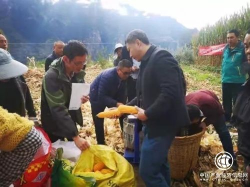 1283.6 公斤！四川丹巴縣示范田玉米畝產(chǎn)破全省記錄