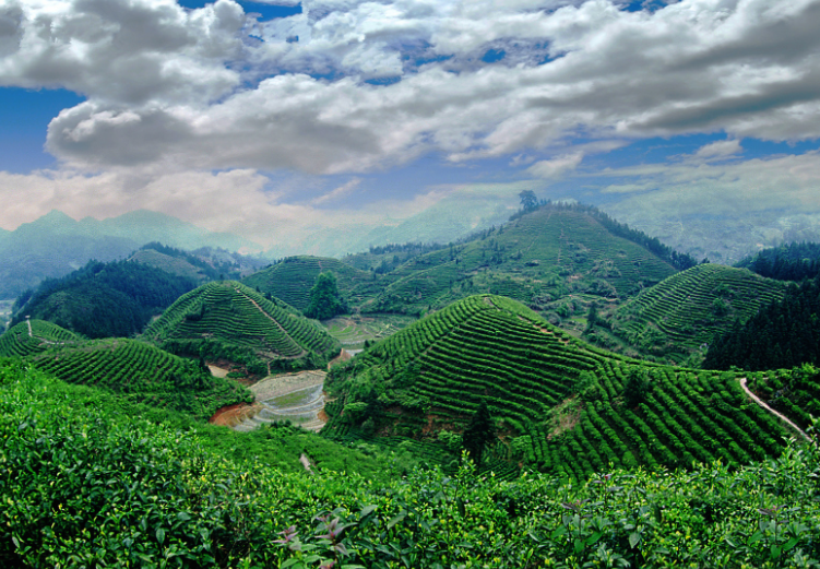對我國地理標(biāo)志保護制度建設(shè)的政策建議