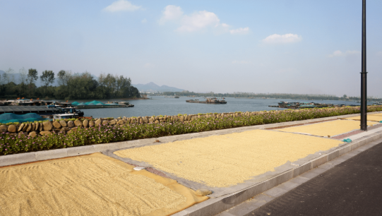 滿載豐收！蘇州金龍全力護(hù)航江南稻香文化節(jié)