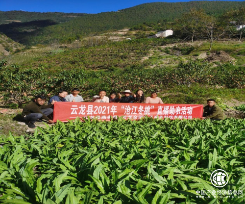 網(wǎng)聚青春新力量，助力“滄江冬桃”出深山！