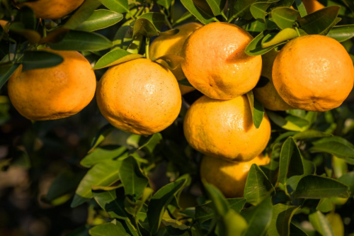 20211209174712237.png 微信圖片_20211209174630.png