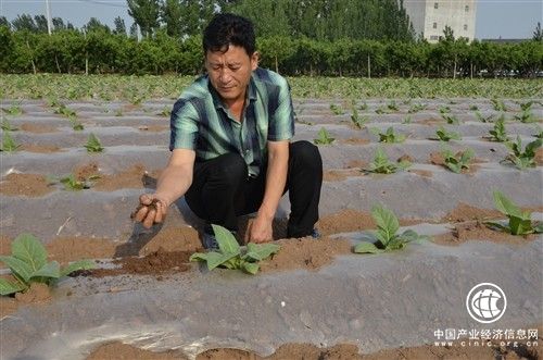  種煙當(dāng)能手，愛拼才會(huì)贏 ——山東濰坊安丘煙農(nóng)鄭希杰帶頭種煙致富紀(jì)實(shí)