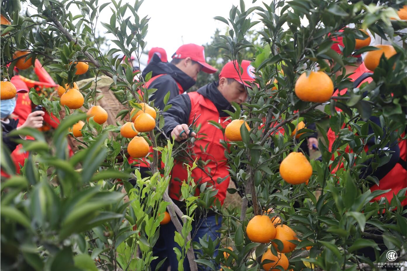  “為群眾辦實(shí)事”獻(xiàn)愛(ài)心 中建三局“壹路行”志愿者為工友采摘柑橘