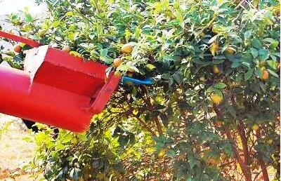 我國自主研發(fā)油茶果采收機(jī)進(jìn)入產(chǎn)業(yè)化階段