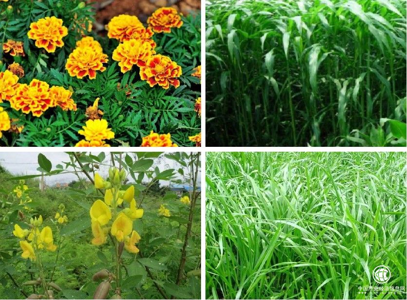  圣軒草業(yè)：響應(yīng)國家治理荒漠化號(hào)召，為環(huán)境綠化工程添磚加瓦