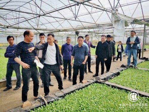  衡陽耒陽煙草：煙苗移栽正當時 田間青綠“漸迷眼”