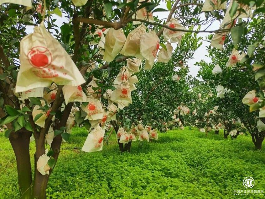  開心佬李東波：攜手相伴6年，用心只做好果子