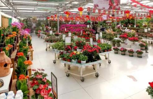 物流和互聯(lián)網(wǎng)發(fā)展推動花卉消費(fèi)升級