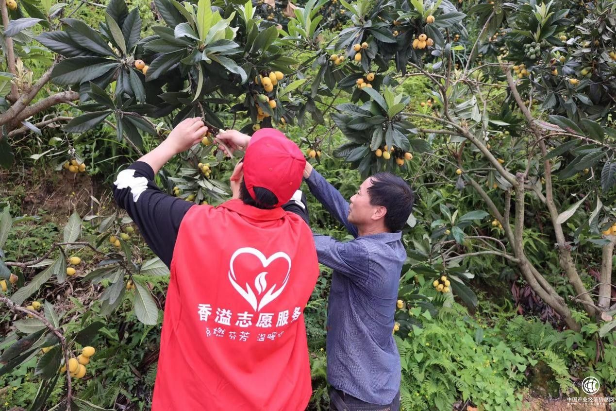  泰順縣煙草專(zhuān)賣(mài)局（分公司）“香溢”志愿服務(wù)隊(duì)助農(nóng)采摘枇杷